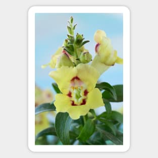 Antirrhinum  &#39;Antirinca Yellow Maroon&#39;  Snapdragon Sticker